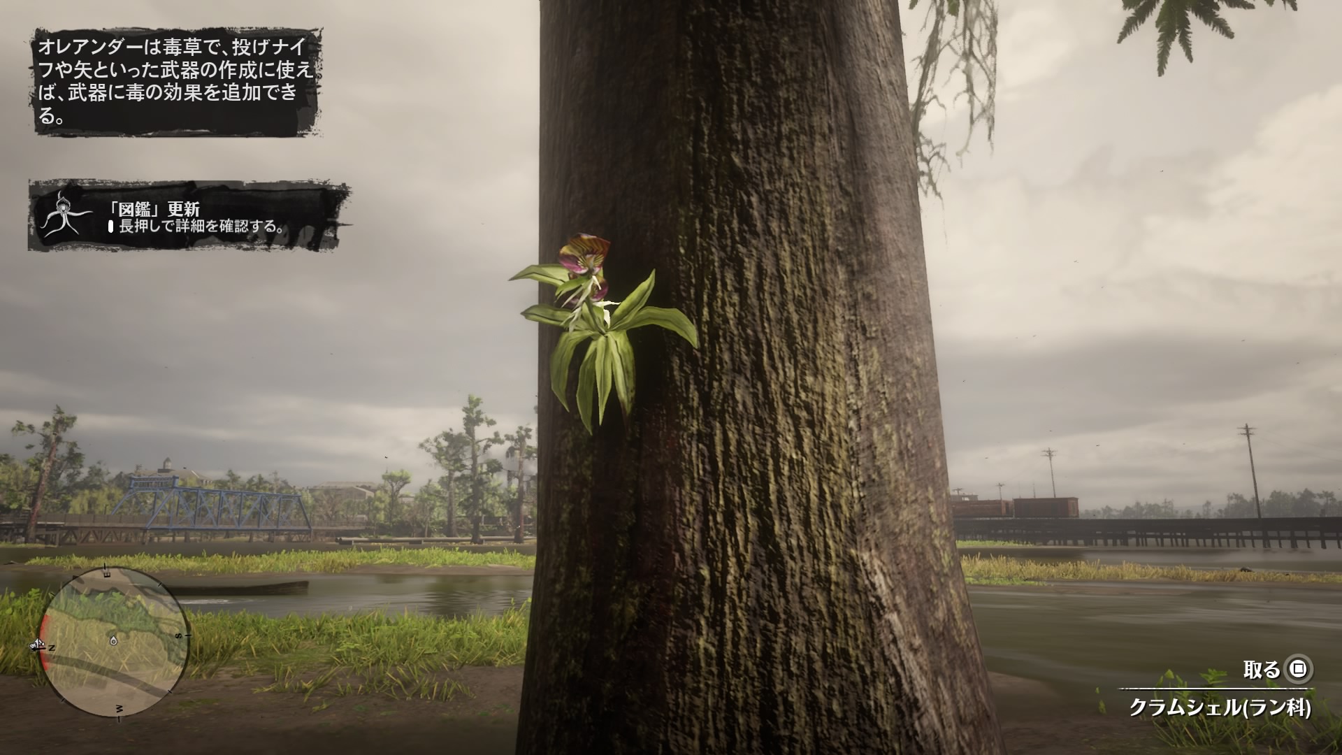 Clamshell Orchid RED DEAD REDEMPTION 2 情報&攻略 wiki RDR2 atwiki